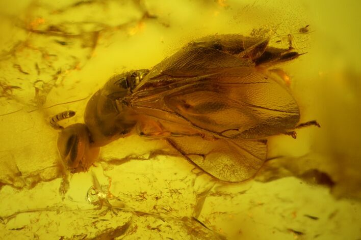 mm Fossil Wasp (Hymenoptera) In Baltic Amber #123391